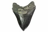 Serrated, Fossil Megalodon Tooth - South Carolina #135452-1